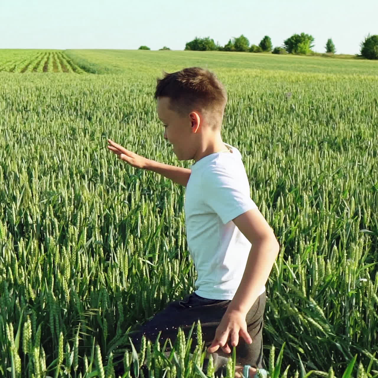 Happy boy is running through the wide field with green wheat at a sunny hot day. Smiling boy in white t-shirt on the field in summer. Slow motion