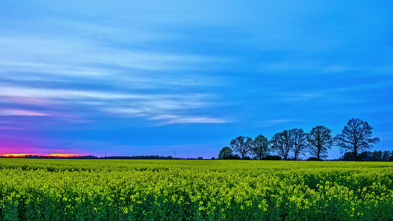 바람 없는 날 유채밭 위의 저속 화려한 일몰