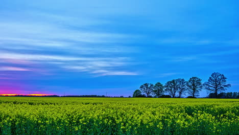 timelapse colorful sunset above a rapeseed field on a windless day