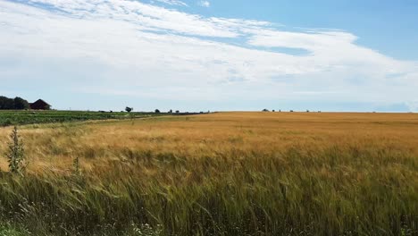 View from car driving through Skåne farmland on a sunny day with grain fields, green crops, flowers, and a small house.