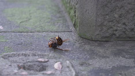 Handheld-Nahaufnahme-Der-Toten-Japanischen-Killerhornisse,-Die-Auf-Einer-Steinsäule-Liegt