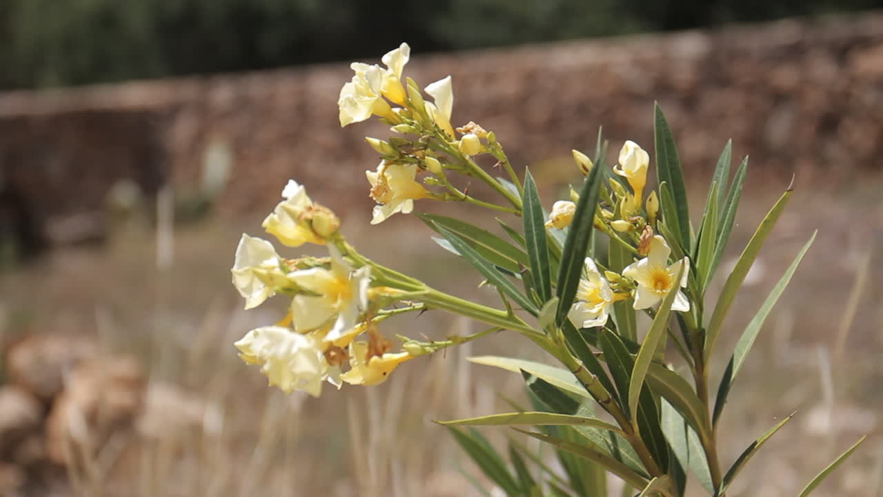 Yellow Oleander Flowers
