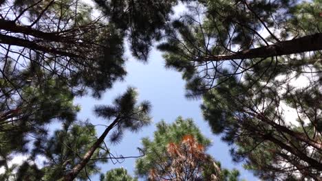 Forest-view-straight-up-towards-canopy