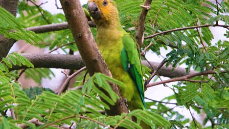 4k-telephoto-close-up-of-beautiful-Brown-Throated-Parakeet-perched-on-a-tree,-hiding-behind-branch,-eyeballing-camera,-feeding