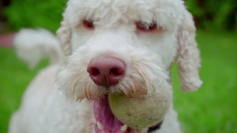 Perro-Blanco-Sosteniendo-La-Pelota-En-La-Boca.-Perro-Encantador-Jugando-Con-Juguete.-Perro-Con-Pelota