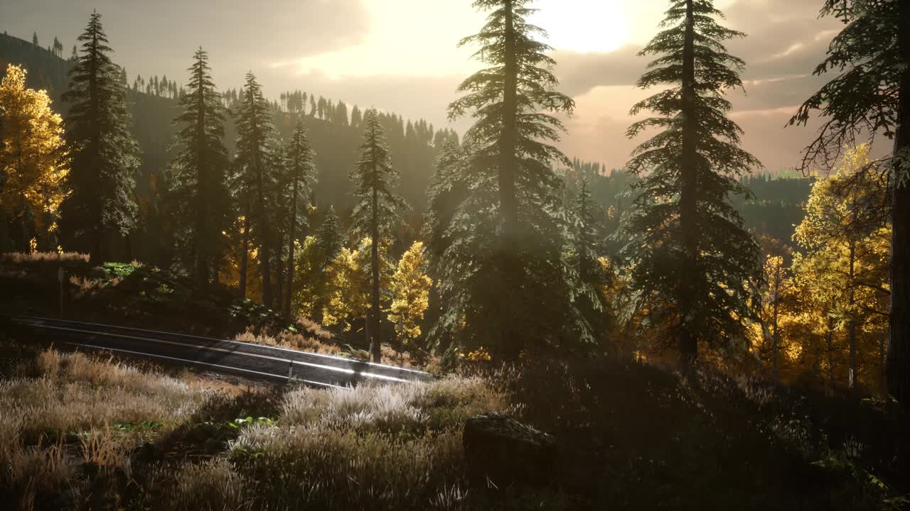 가을의 숲에서 해가 뜨고