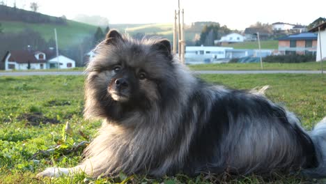 a beautiful keeshond is yawning and visible breath comes out of his mouth because it is cold outside