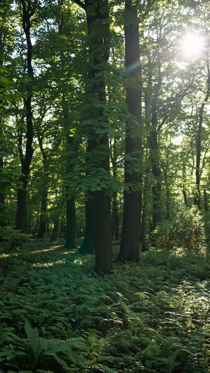 La luce del sole filtra attraverso una foresta verde con felci a terra