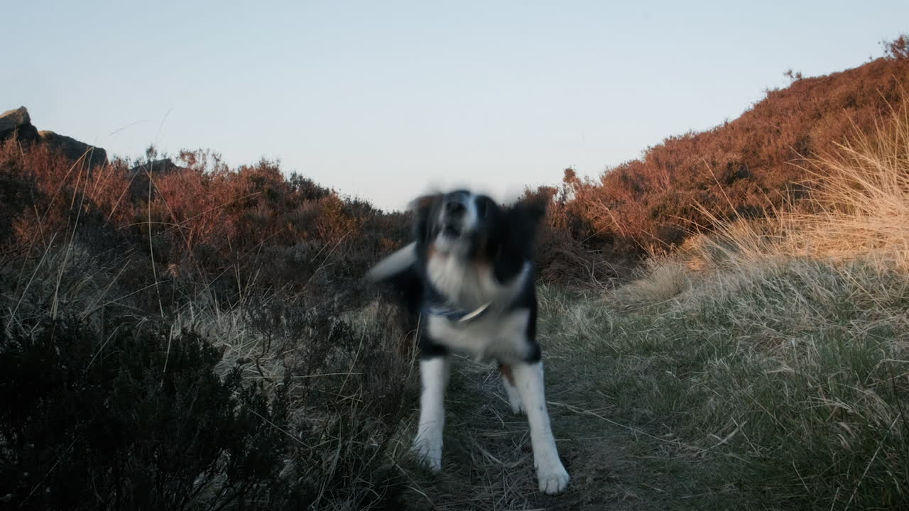영국 요크셔 무어 (yorkshire moors) 에서 봄 저녁에 는 국경 콜리 (border collie)