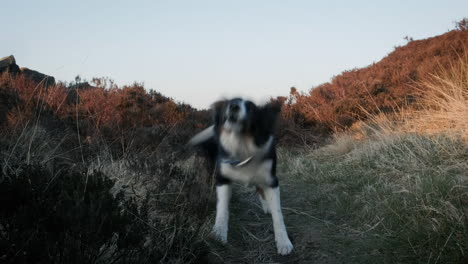 border collie barking on a spring evening on the yorkshire moors, uk