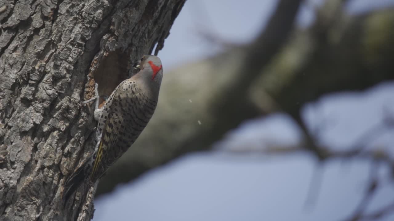 둥지를 파고 속이 빈 나무 구멍을 만드는 북부 깜박임의 슬로우 모션