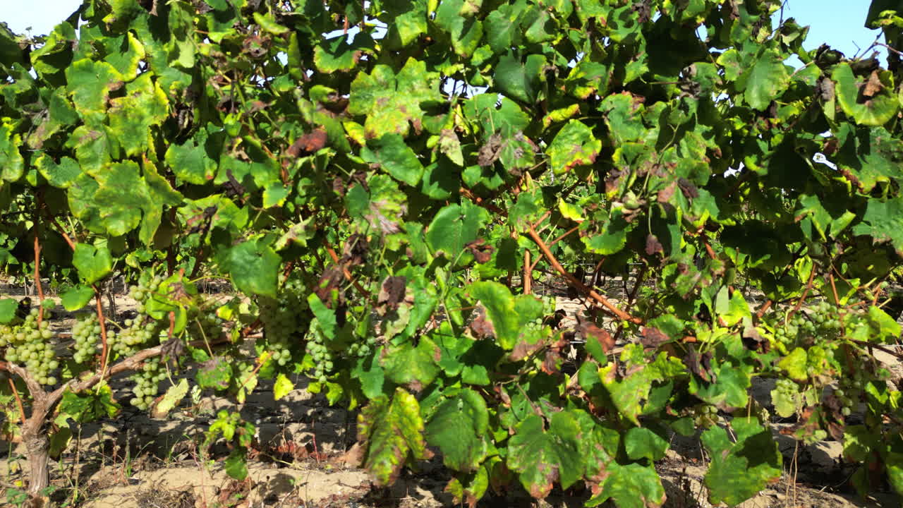 Drone flying sideways in front of grapes and grapevine, sunny, autumn day