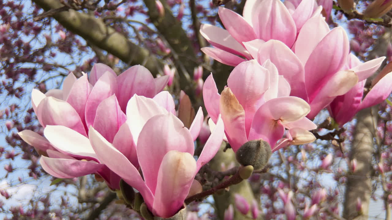 las flores de primavera en flor