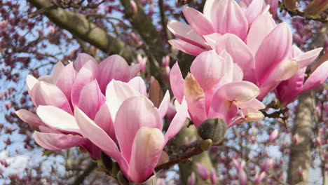 spring flowers in bloom