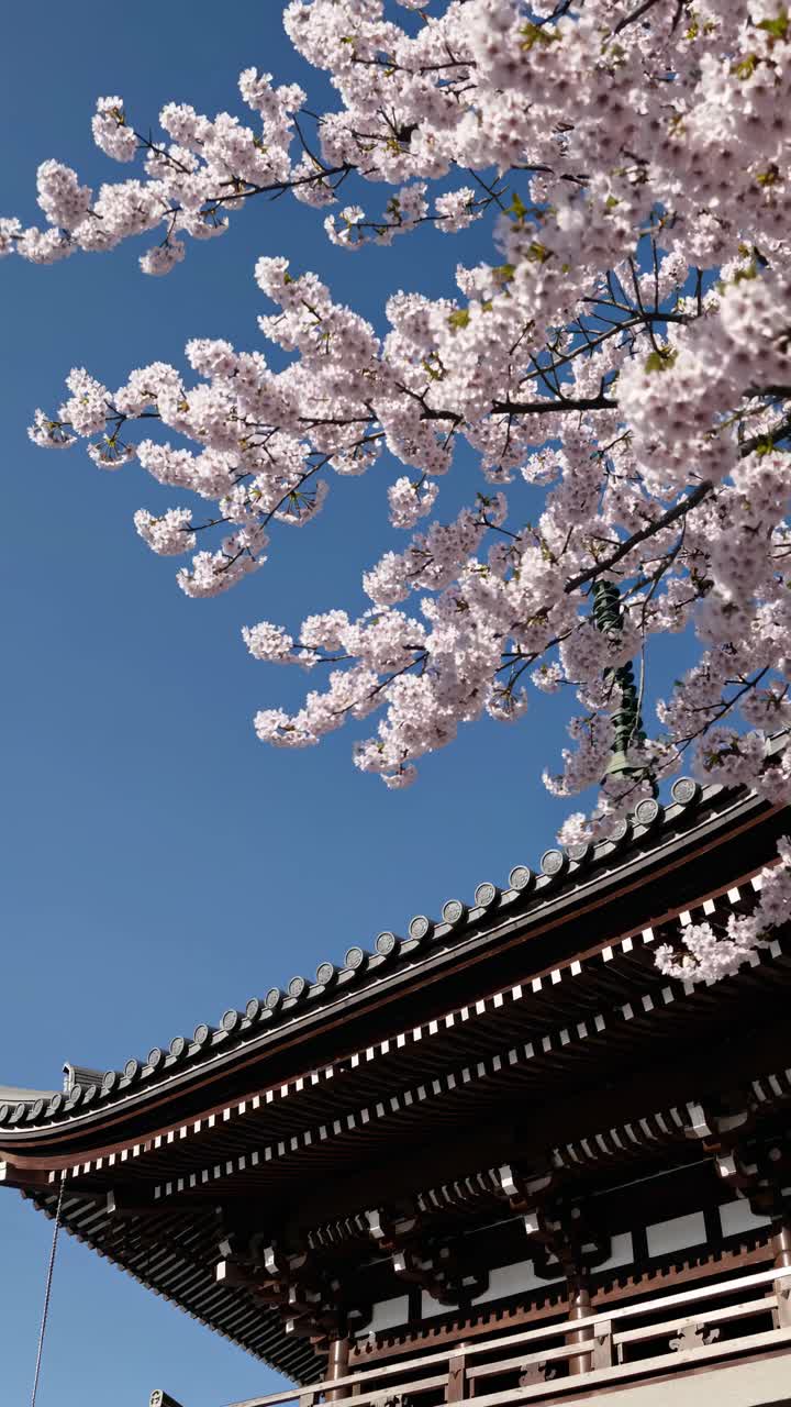Low-angle shot of cherry blossoms against a traditional temple roof under a clear blue sky, perfect