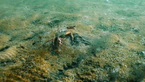 crab underwater in riverbed