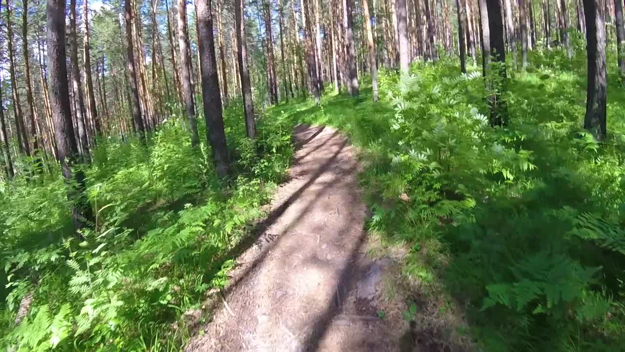 camino del bosque a la luz del día