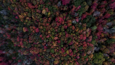 bosque denso con árboles de colores brillantes de otoño