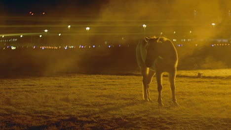 Horse-stands-in-a-foggy-field-at-night