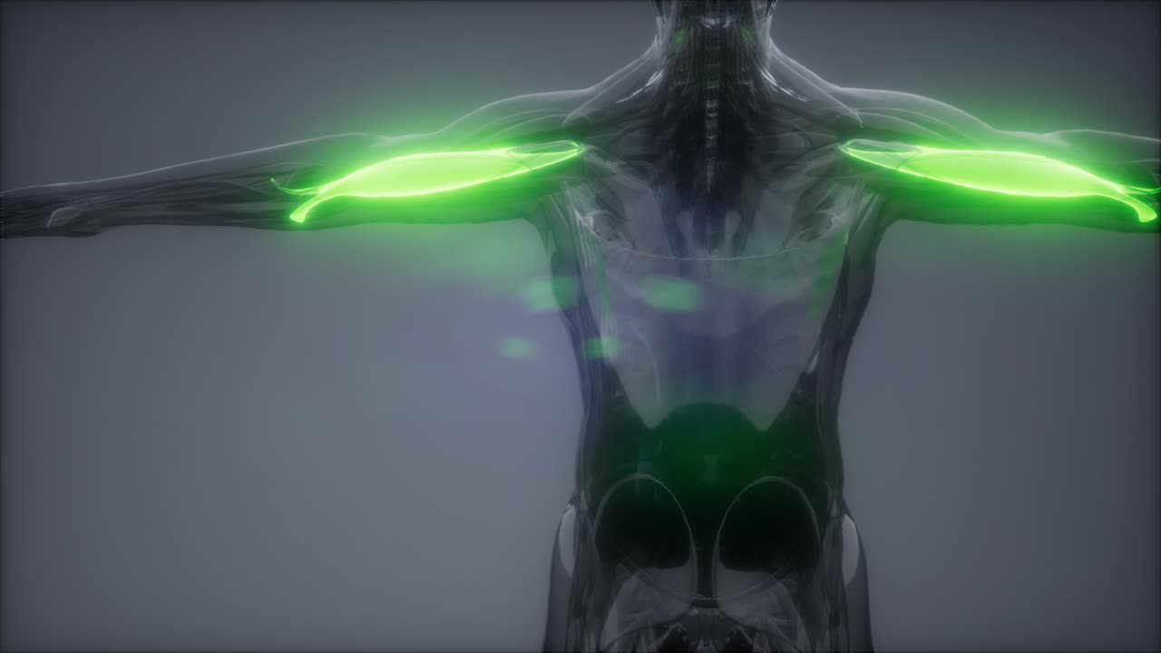 비 ⁇ 스 - 눈에 보이는 근육 해부학 지도