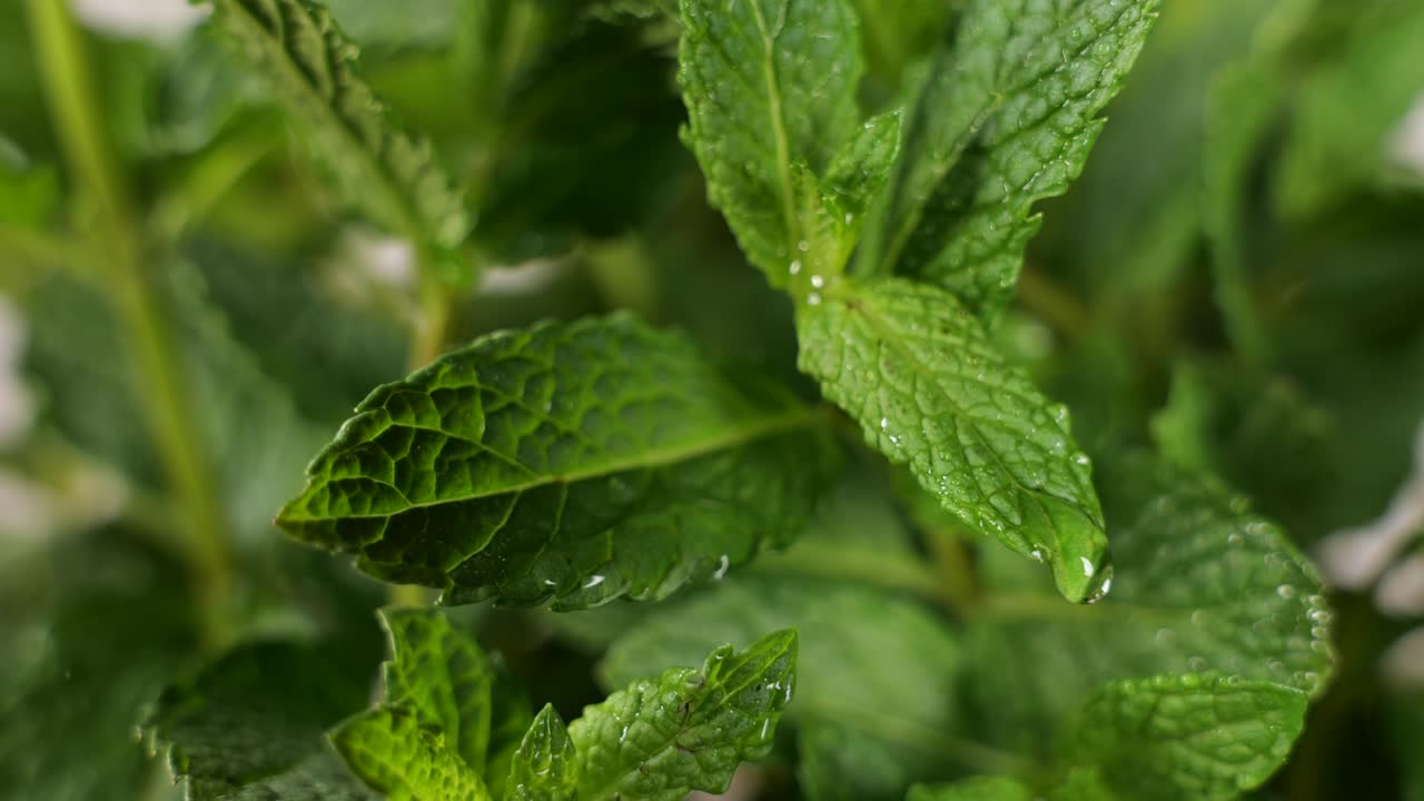 vista macro de gotas de agua sobre hojas de menta