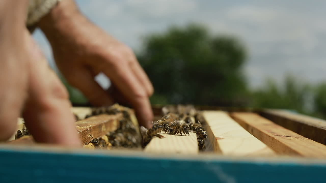 Close Up Of Bees In A Swarm A Hive. Close up of honey bees in a swarm a hive in sunny day