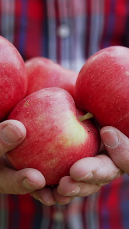 male old hands hold four red ripe apples. close up. man moving the fruit in his hands. vertical video