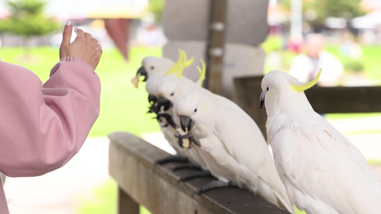 나무 레일링 에 카카투 를 먹이는 사람