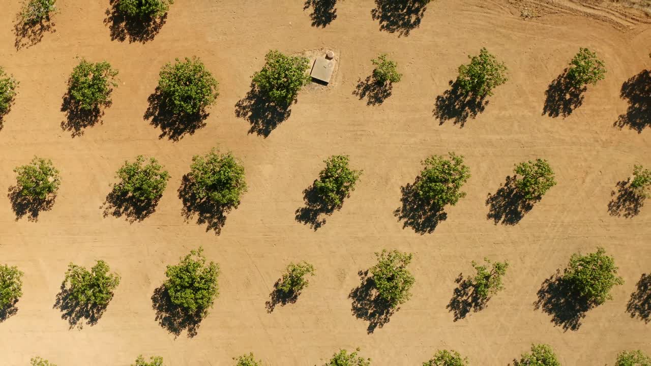 Aerial View of a Pistachio Orchard