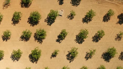 aerial view of a pistachio orchard