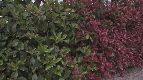 Fence-Of-Green-And-Red-Leafs-Pattern-PAN-Shot-Let-To-Right