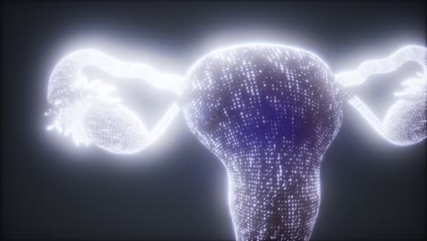 anatomía del sistema reproductivo femenino