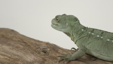 Nahaufnahme-Basilisk-Verlängerung-Der-Zunge-In-Zeitlupe-Auf-Weißem-Hintergrund