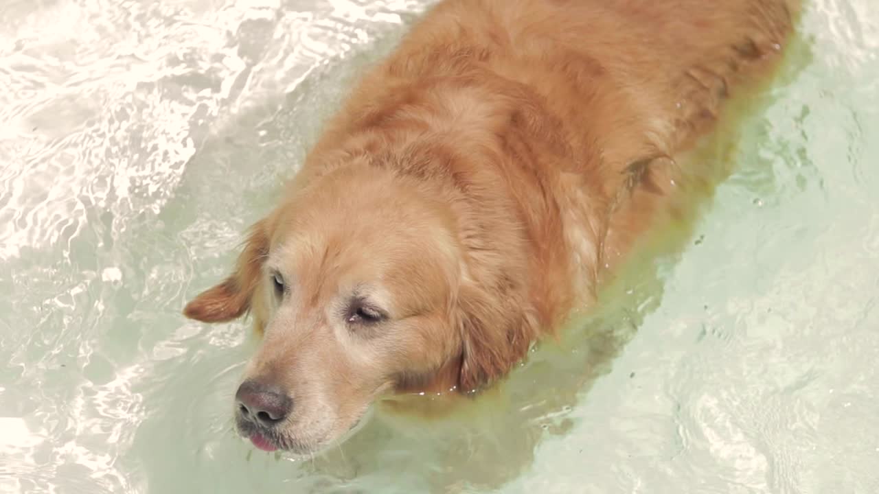 Golden retriever swimming and playing in backyard