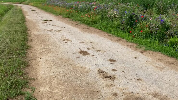 Strada di campagna con prati verdi fioriti.