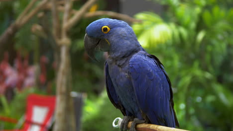 close-up of a blue hyacinth macaw anodorhynchus hyacinthinus is perching on a tiny bamboo stick inside a zoo in bangkok, thailand