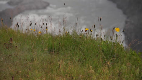 Iceland-Gullfoss-Waterfall-Flowing-With-Flowers-in-Foreground-in-Daylight