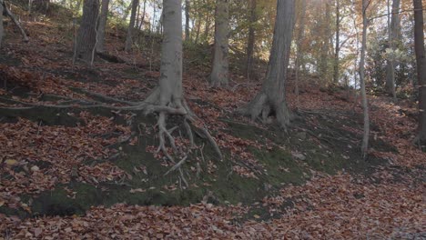 trees along the wissahickon creek in autumn