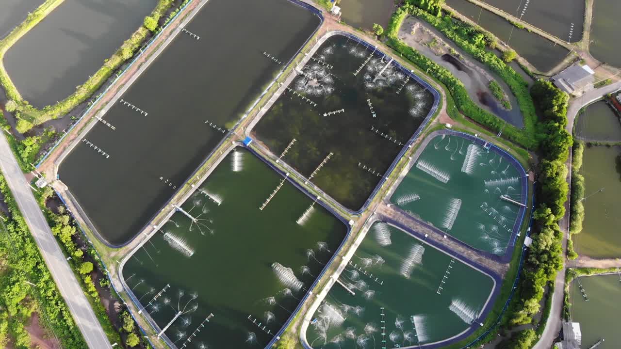 새우 농장은 수출 및 국내 소비를 위한 경제 동물입니다.