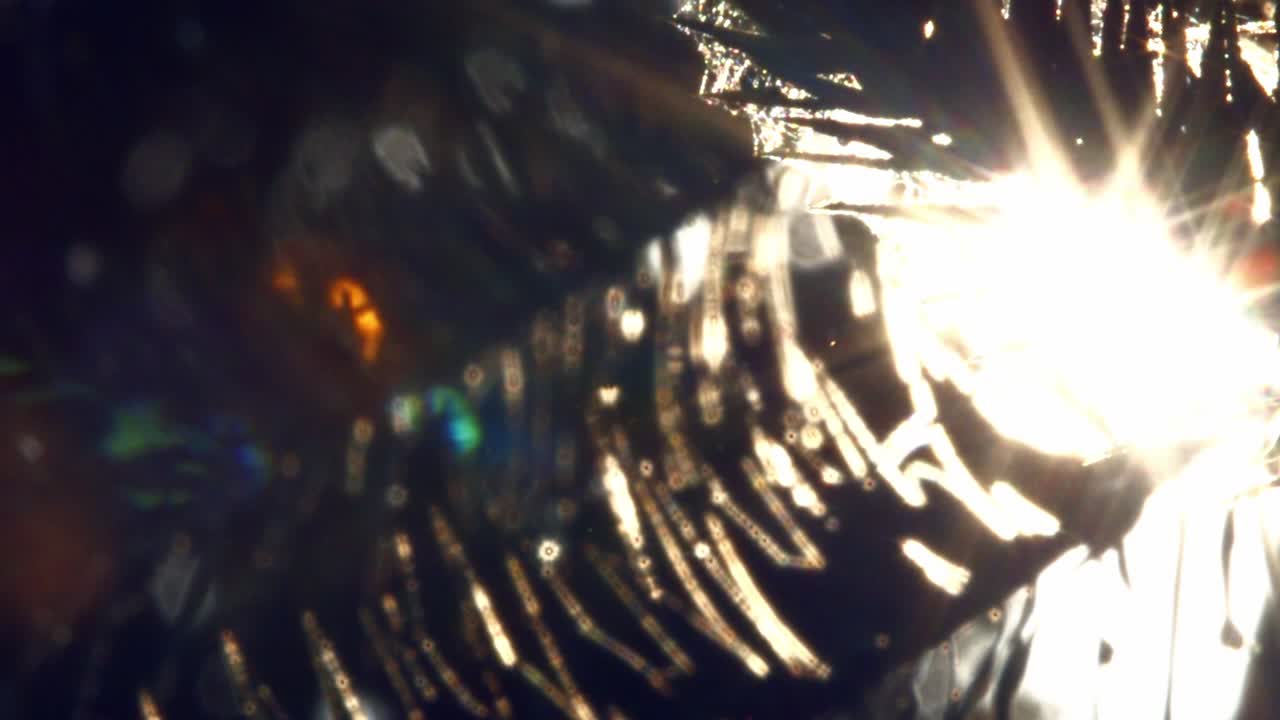 amanecer a través de las hojas de una palmera con gotas de lluvia en la selva amazónica tropical brasileña - cámara lenta