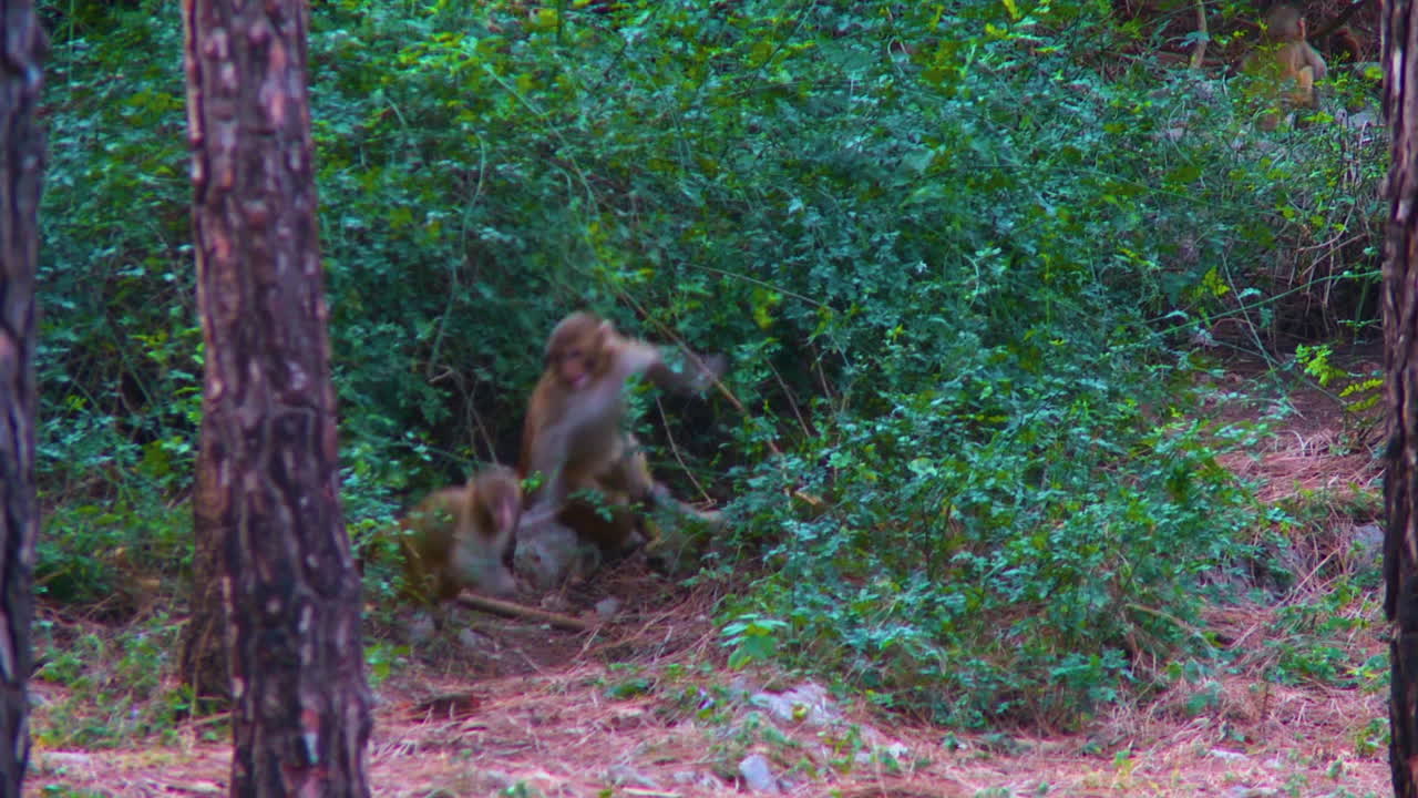 A group of monkeys and child monkeys playing in the park in green trees