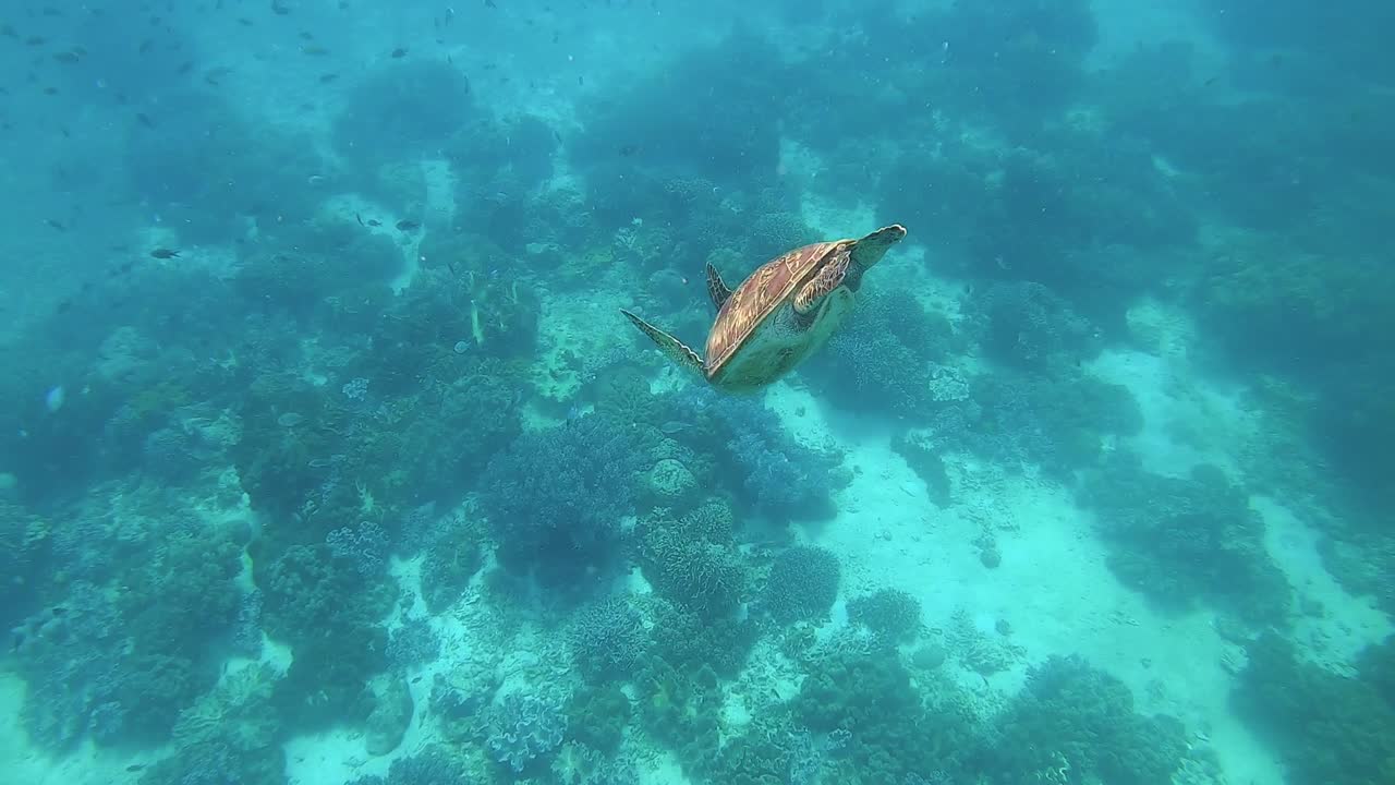 una tortuga marina verde en un arrecife de coral tropical en filipinas