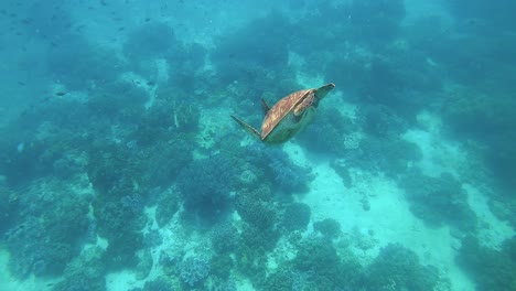 a green sea turtle on a tropical coral reef in the philippines