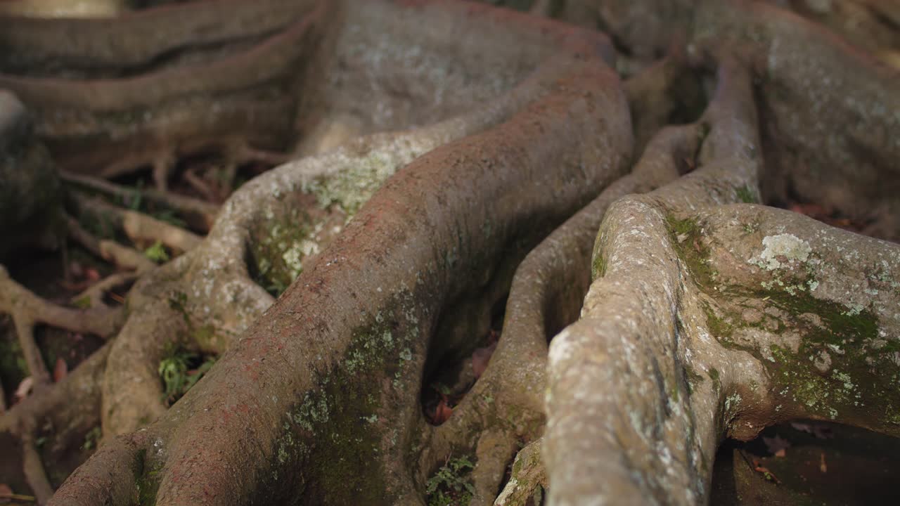 원시 자연 기울기의 오래된 나무 뿌리
