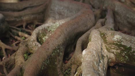 viejas raíces de árboles en la inclinación de la naturaleza cruda