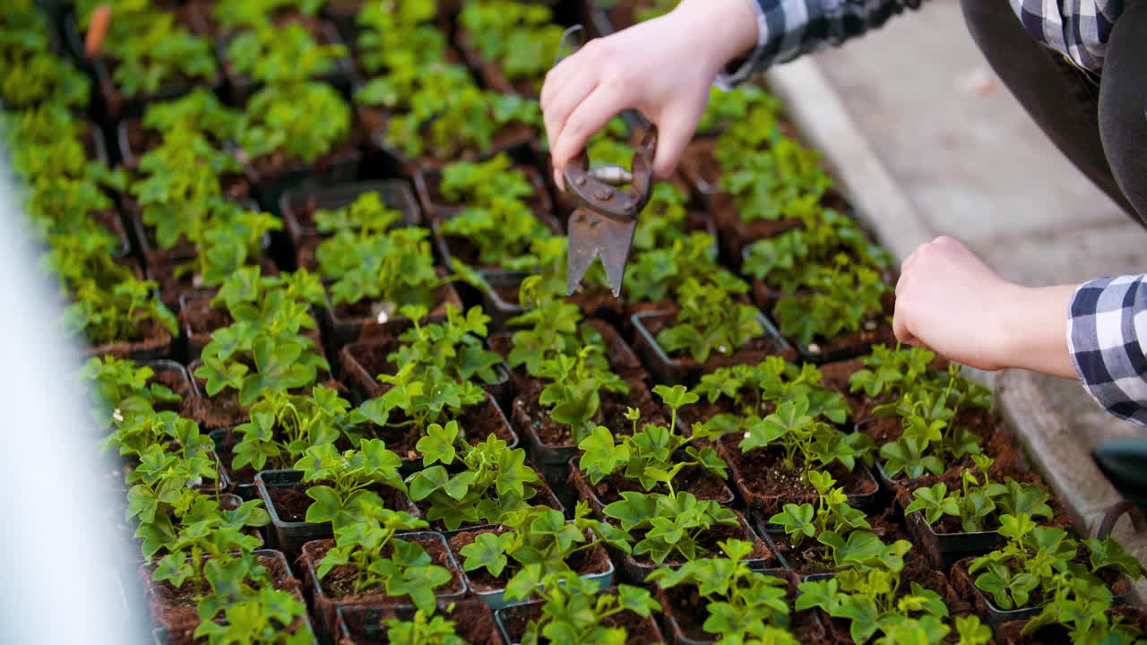 jardinero examinando flores en agricultura de invernadero 6