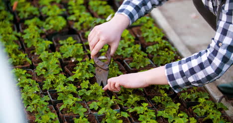 Gardener-Examining-Flowers-In-Greenhouse-Agriculture-6