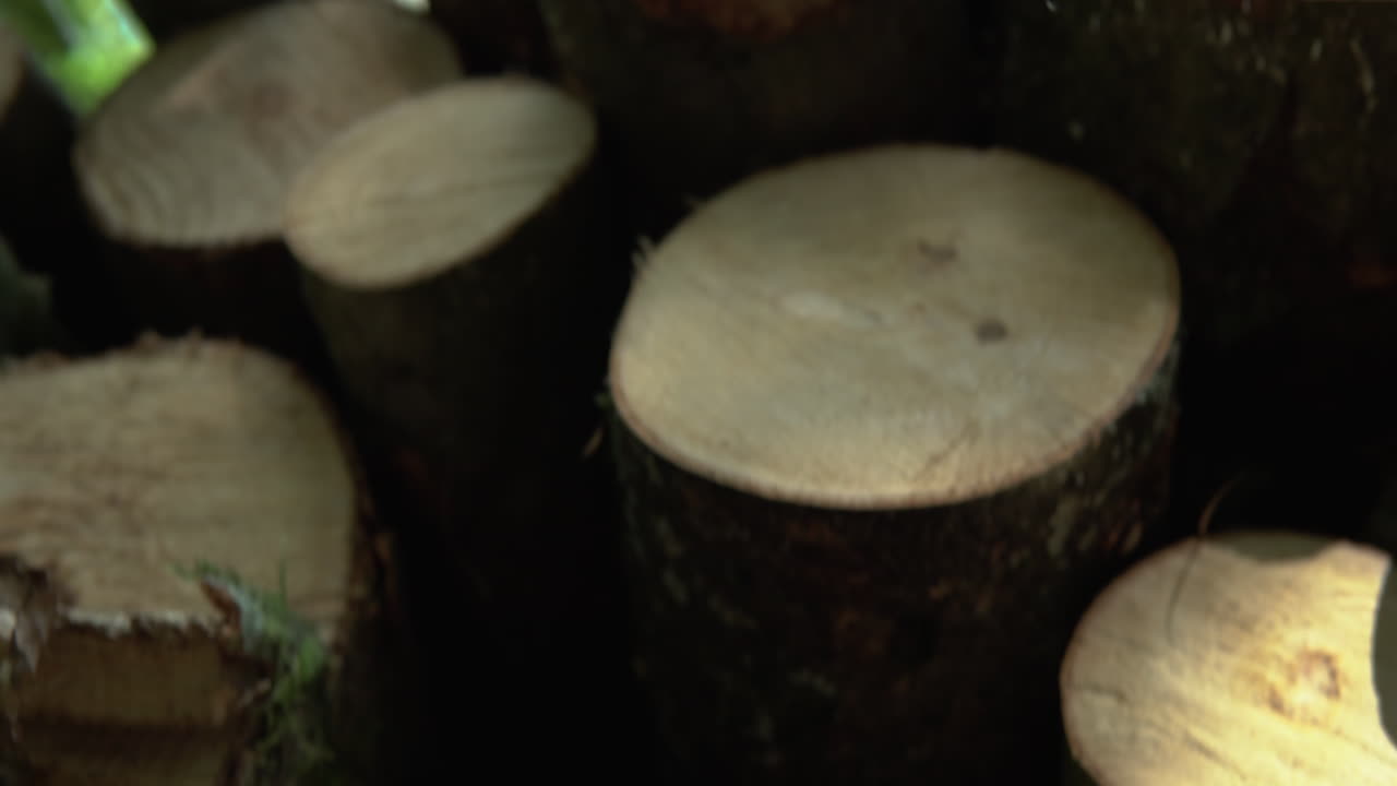 Tilting Up to the Sky from Cut down Logged Tree Stumps lying on the floor