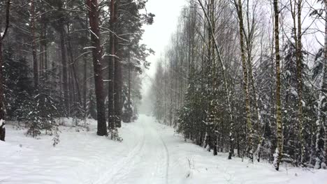 Beautiful-view-of-a-road-with-pine-trees-and-bushes-covered-in-snow