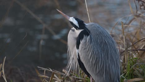 a heron remains mostly stationary by a lake.